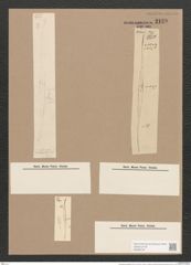 Pleurosigma prolongatum W.Sm. (de-Toni-Nr.: Genus 13, Species 1092) Zeichnungen Sammlung Grunow Nr. 2129 (NHMW-BOT-W0369164)